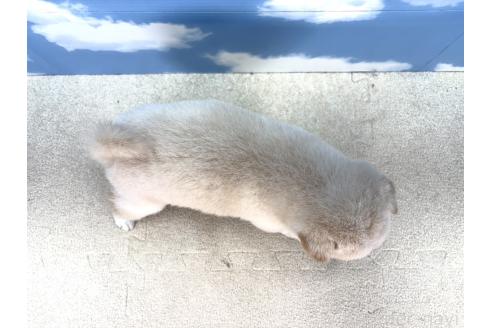 販売中の愛知県の豆柴-393428の2枚目
