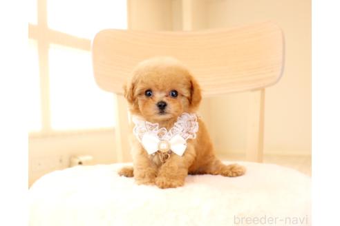 販売中の岡山県のミックス犬-392221の6枚目