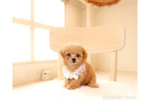 販売中の岡山県のミックス犬-392221の5枚目