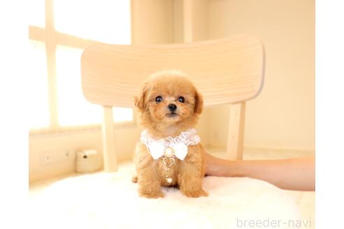 販売中の岡山県のミックス犬-392221の4枚目