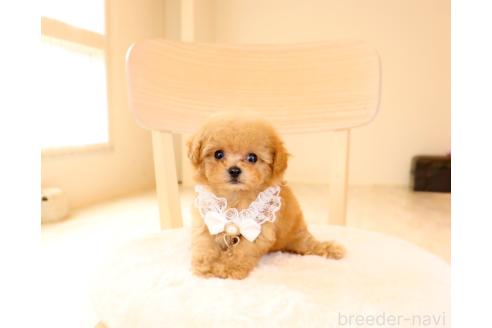 販売中の岡山県のミックス犬-392221の3枚目