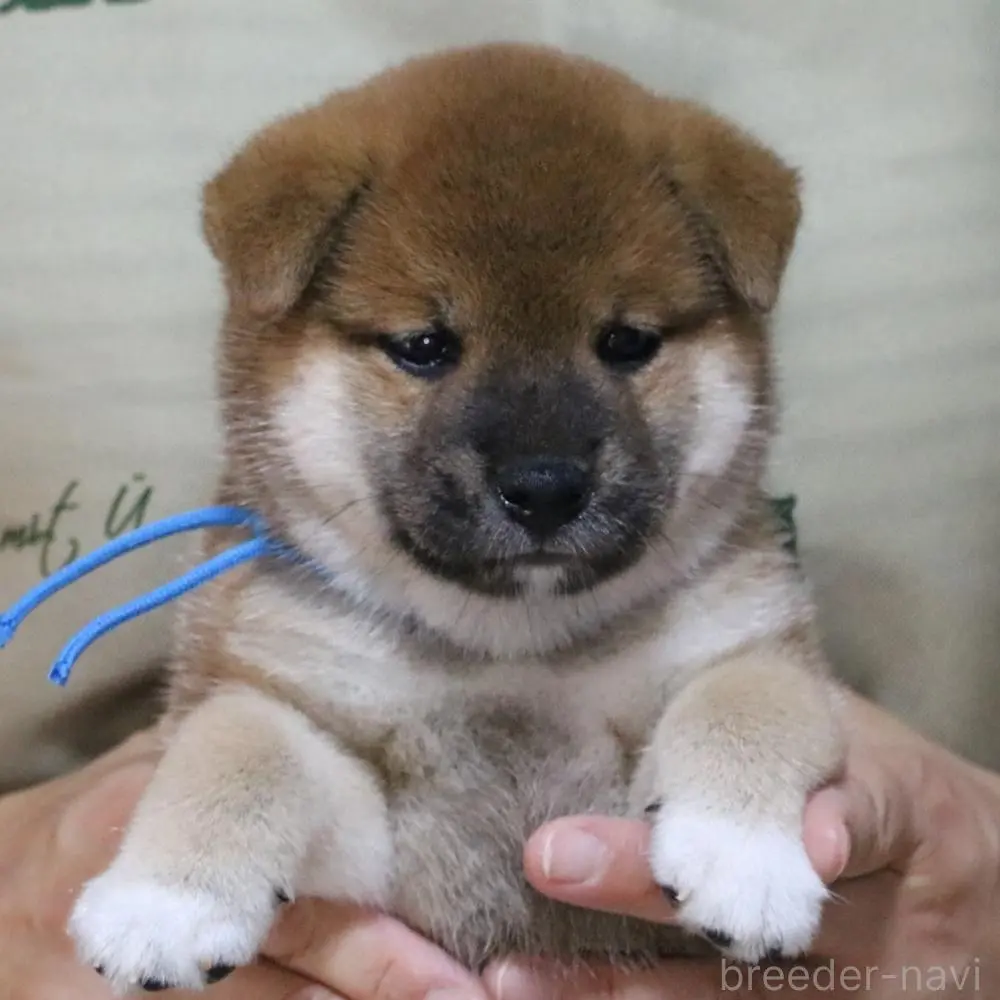 販売中の静岡県の柴犬-393432