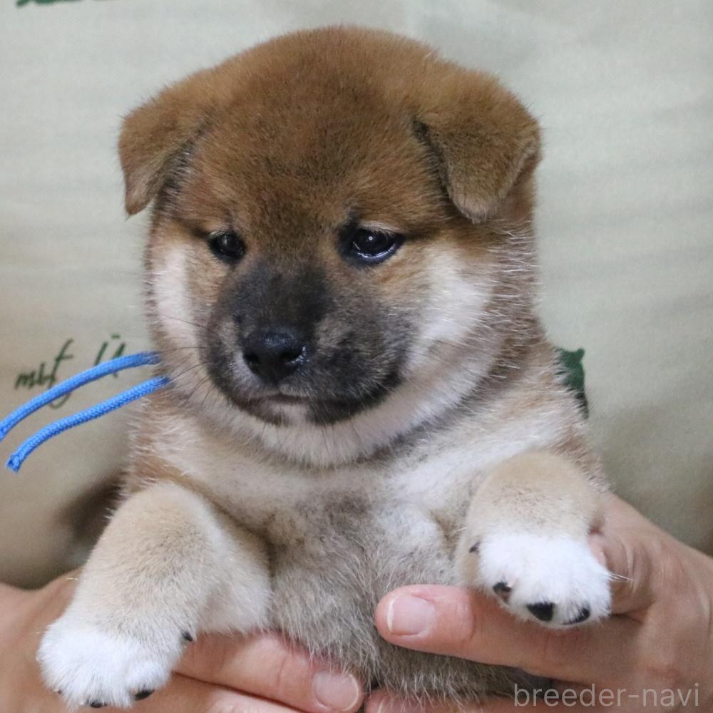 販売中の静岡県の柴犬-393432の3枚目