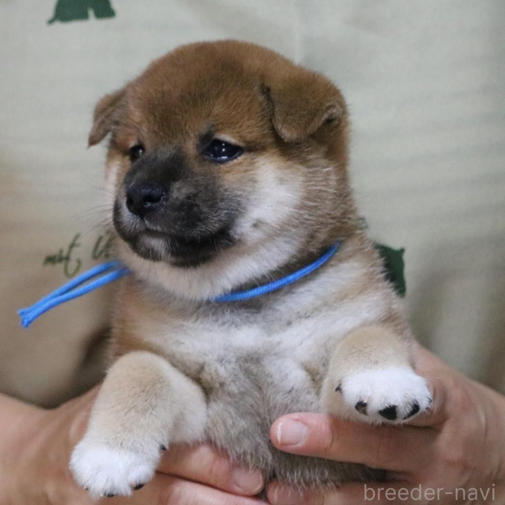 販売中の静岡県の柴犬-393432の2枚目