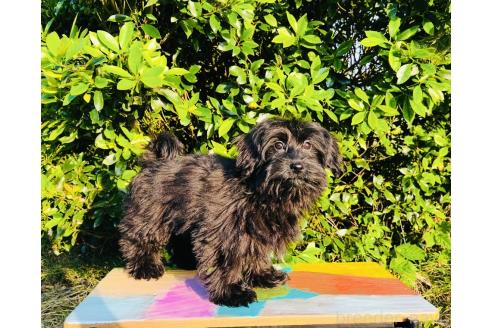 販売中の千葉県のミックス犬-371602の2枚目