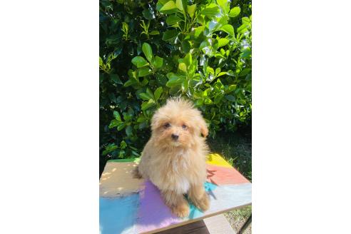 販売中の千葉県のミックス犬-371610の2枚目