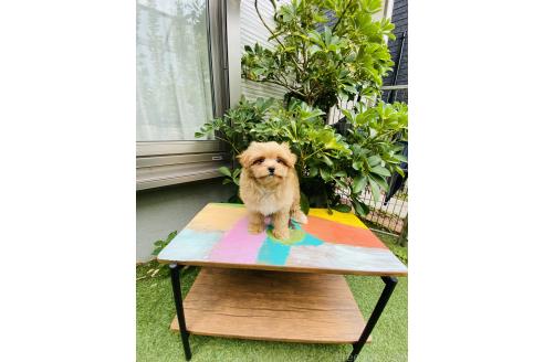 販売中の千葉県のミックス犬-393434
