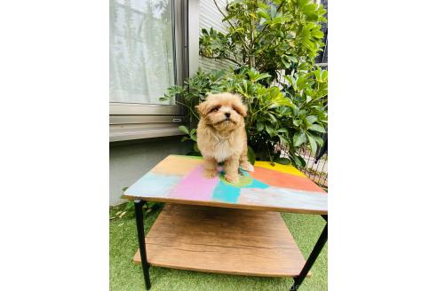 販売中の千葉県のミックス犬-393434の4枚目