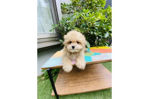 販売中の千葉県のミックス犬-393435の5枚目