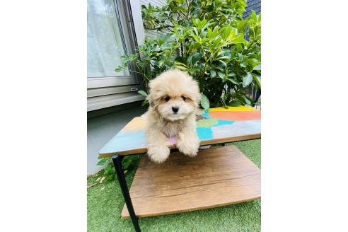 販売中の千葉県のミックス犬-393435の4枚目