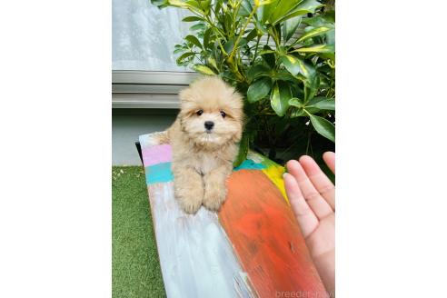 販売中の千葉県のミックス犬-393435の3枚目