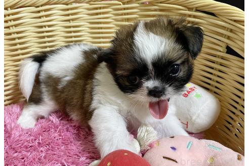 販売中の秋田県のチワズー:チワワ×シーズー-393445の16枚目