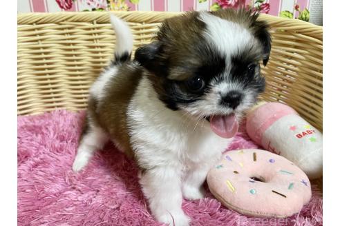 販売中の秋田県のチワズー:チワワ×シーズー-393445の14枚目