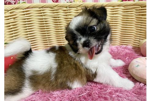 販売中の秋田県のチワズー:チワワ×シーズー-393445の13枚目