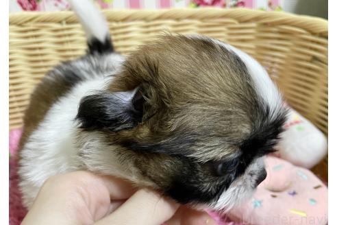 販売中の秋田県のチワズー:チワワ×シーズー-393445の12枚目
