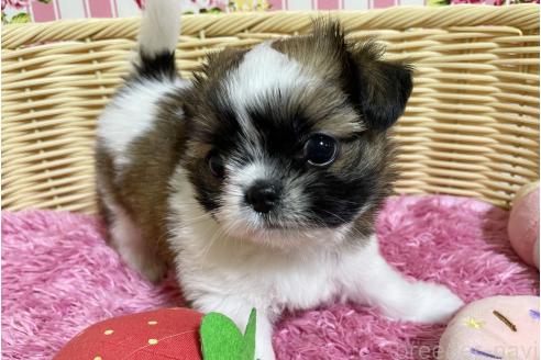 販売中の秋田県のチワズー:チワワ×シーズー-393445の9枚目