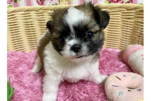 販売中の秋田県のチワズー:チワワ×シーズー-393445の8枚目