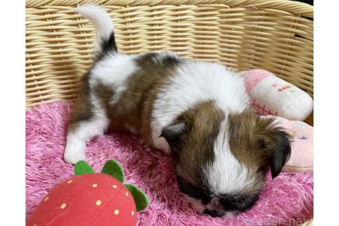 販売中の秋田県のチワズー:チワワ×シーズー-393445の5枚目