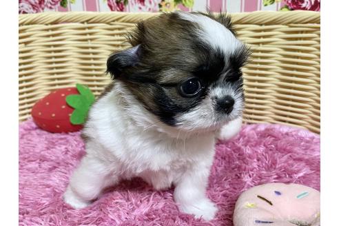 販売中の秋田県のチワズー:チワワ×シーズー-393445の4枚目