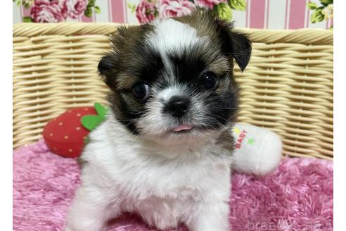 販売中の秋田県のチワズー:チワワ×シーズー-393445の3枚目