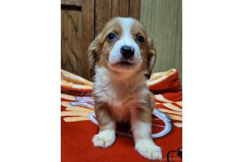 販売中の神奈川県のミックス犬-393447の13枚目