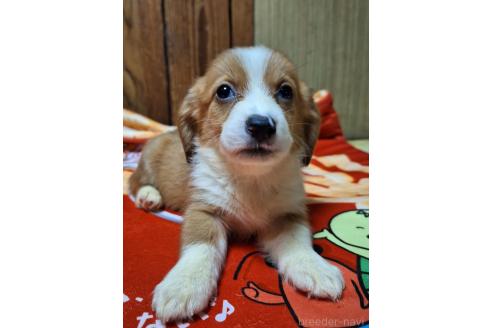 販売中の神奈川県のミックス犬-393447の12枚目