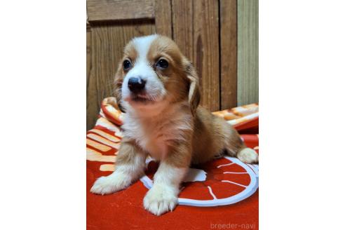 販売中の神奈川県のミックス犬-393447の9枚目