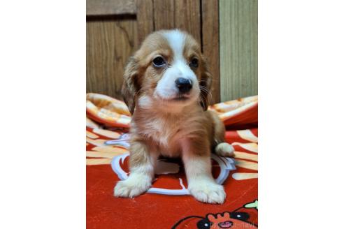 販売中の神奈川県のミックス犬-393447の8枚目