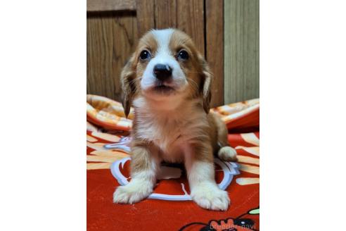 販売中の神奈川県のミックス犬-393447の7枚目