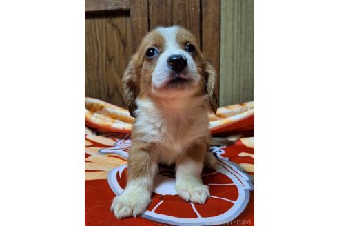 販売中の神奈川県のミックス犬-393447の5枚目