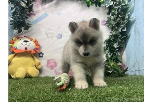 販売中の愛知県のシベリアンハスキー-393448の2枚目