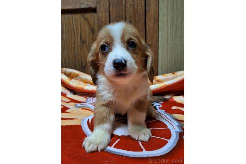 販売中の神奈川県のミックス犬-393447の4枚目