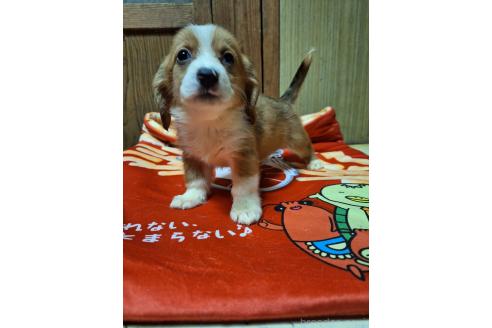 販売中の神奈川県のミックス犬-393447の3枚目