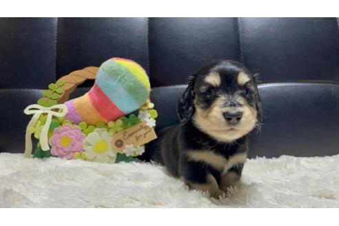 販売中の岐阜県のミニチュアダックスフンド(ロングヘアード)-392088の3枚目