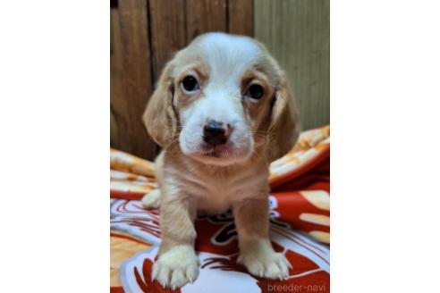 販売中の神奈川県のミックス犬-393449の12枚目