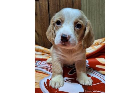 販売中の神奈川県のミックス犬-393449の11枚目