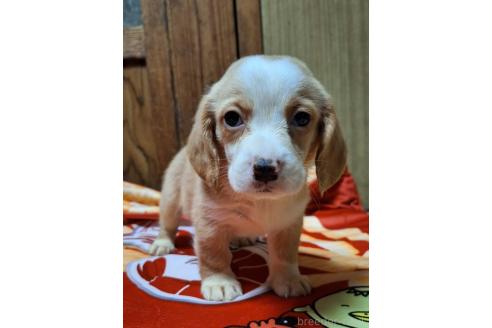 販売中の神奈川県のミックス犬-393449の9枚目