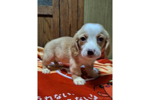 販売中の神奈川県のミックス犬-393449の8枚目