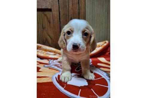 販売中の神奈川県のミックス犬-393449の5枚目