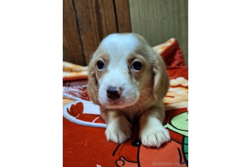 販売中の神奈川県のミックス犬-393449の4枚目