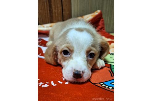販売中の神奈川県のミックス犬-393449の3枚目