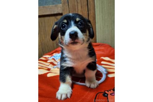 販売中の神奈川県のミックス犬-393450の14枚目