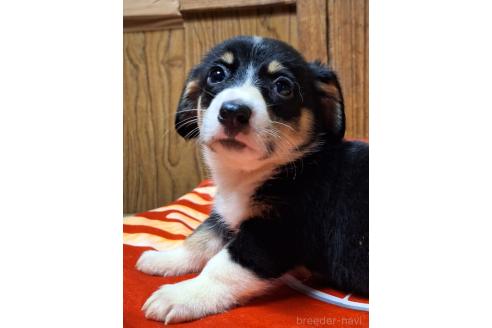 販売中の神奈川県のミックス犬-393450の11枚目