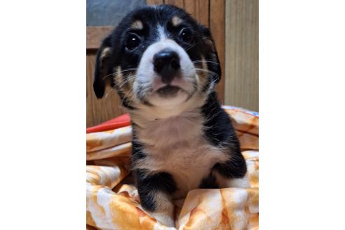 販売中の神奈川県のミックス犬-393450の10枚目