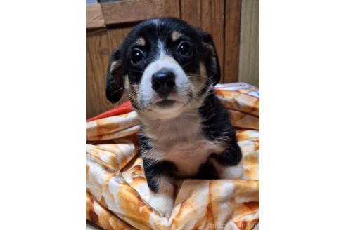 販売中の神奈川県のミックス犬-393450の9枚目