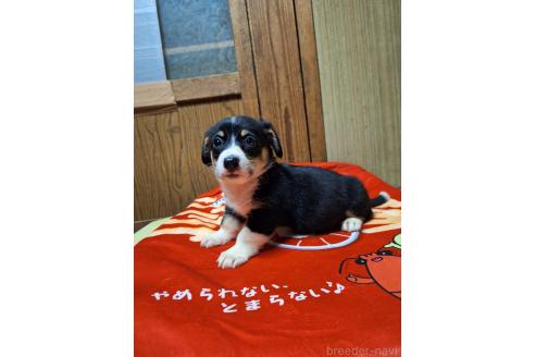 販売中の神奈川県のミックス犬-393450の6枚目