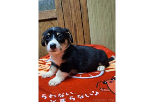 販売中の神奈川県のミックス犬-393450の5枚目