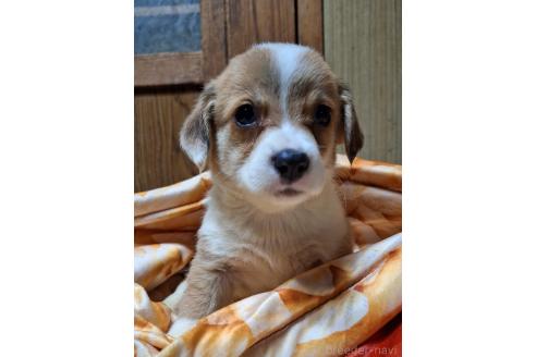 販売中の神奈川県のミックス犬-393451の14枚目