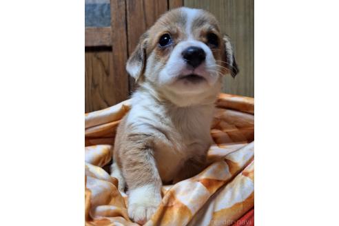 販売中の神奈川県のミックス犬-393451の11枚目