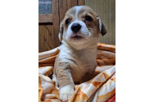 販売中の神奈川県のミックス犬-393451の10枚目